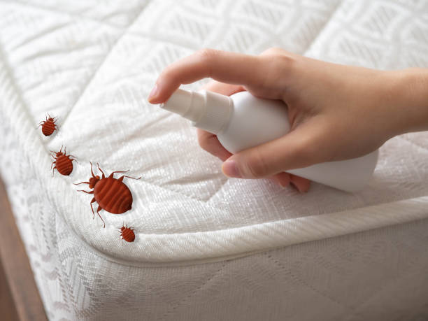 Wasp Removal Services in Orleans, IN
